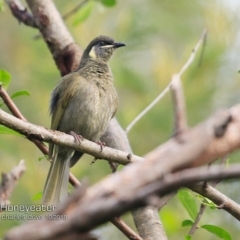 Meliphaga lewinii (Lewin's Honeyeater) at Milton Rainforest Walking Track - 14 Oct 2018 by CharlesDove