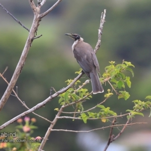 Philemon corniculatus at undefined - 15 Oct 2018