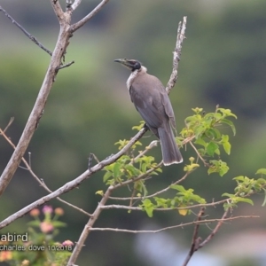 Philemon corniculatus at undefined - 15 Oct 2018 12:00 AM