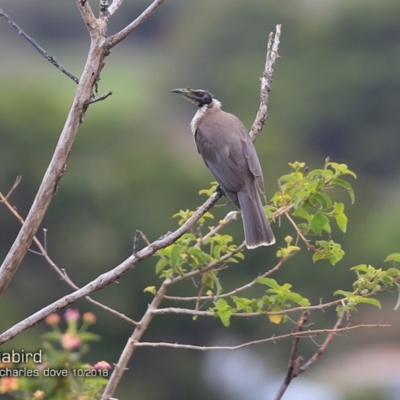 Philemon corniculatus (Noisy Friarbird) at Undefined - 15 Oct 2018 by CharlesDove