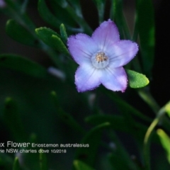 Eriostemon australasius (Pink Wax Flower) at Wairo Beach and Dolphin Point - 11 Oct 2018 by Charles Dove