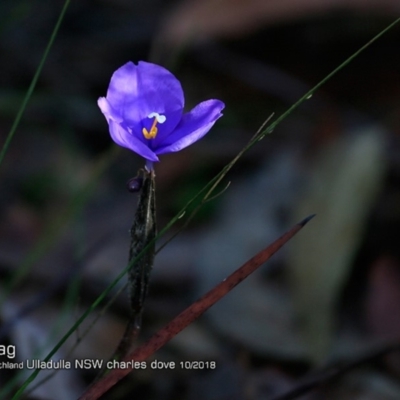 Patersonia sericea var. sericea (Silky Purple-flag) at South Pacific Heathland Reserve - 15 Oct 2018 by Charles Dove
