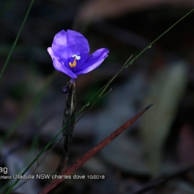 Patersonia sericea var. sericea (Silky Purple-flag) at South Pacific Heathland Reserve - 15 Oct 2018 by CharlesDove