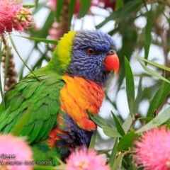 Trichoglossus moluccanus (Rainbow Lorikeet) at Undefined - 13 Oct 2018 by Charles Dove