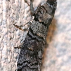 Asarta sp. (genus) (A Snout Moth) at Ainslie, ACT - 17 Oct 2018 by jb2602