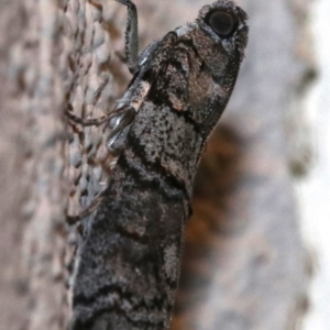 Asarta sp. (genus) at Ainslie, ACT - 17 Oct 2018