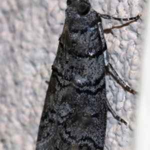 Asarta sp. (genus) at Ainslie, ACT - 17 Oct 2018 10:34 PM