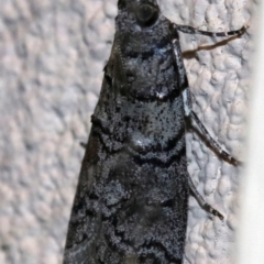 Asarta sp. (genus) at Ainslie, ACT - 17 Oct 2018