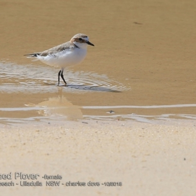 Anarhynchus ruficapillus (Red-capped Plover) at Ulladulla, NSW - 9 Oct 2018 by CharlesDove