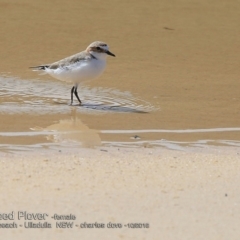Charadrius ruficapillus (Red-capped Plover) at Undefined - 9 Oct 2018 by CharlesDove