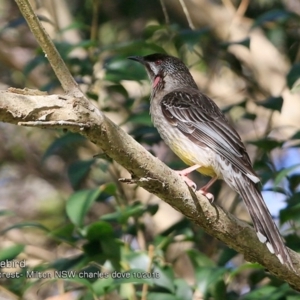 Anthochaera carunculata at Milton Rainforest - 14 Oct 2018 12:00 AM