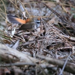 Rhipidura rufifrons (Rufous Fantail) at Milton Rainforest Bushcare - 14 Oct 2018 by CharlesDove