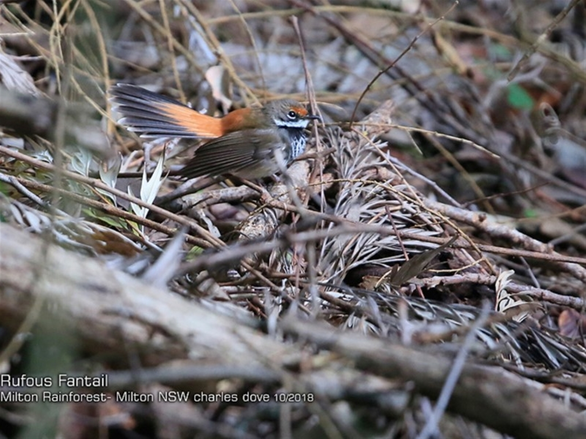 Rhipidura rufifrons at Milton Rainforest - 14 Oct 2018 12:00 AM