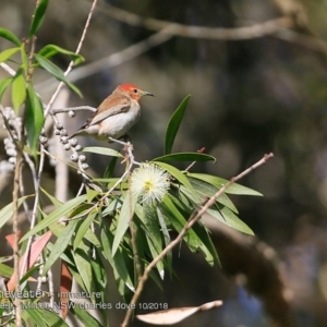 Myzomela sanguinolenta at Milton Rainforest Bushcare - 14 Oct 2018