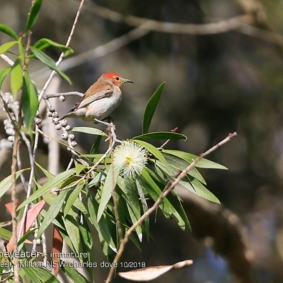 Myzomela sanguinolenta (Scarlet Honeyeater) at Milton Rainforest Bushcare - 14 Oct 2018 by CharlesDove