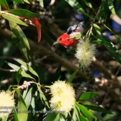 Myzomela sanguinolenta at Milton Rainforest Bushcare - 14 Oct 2018 12:00 AM