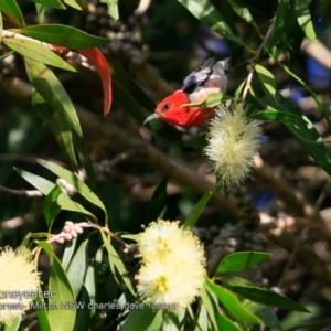 Myzomela sanguinolenta at Milton Rainforest Bushcare - 14 Oct 2018