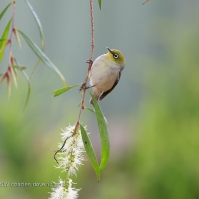 Zosterops lateralis (Silvereye) at Undefined - 14 Oct 2018 by Charles Dove