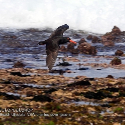 Haematopus fuliginosus (Sooty Oystercatcher) at South Pacific Heathland Reserve - 15 Oct 2018 by CharlesDove