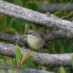 Sericornis frontalis at Burrill Lake, NSW - 14 Oct 2018 12:00 AM