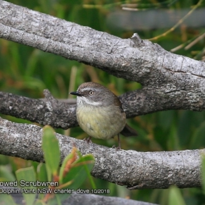 Sericornis frontalis (White-browed Scrubwren) at Burrill Lake, NSW - 13 Oct 2018 by CharlesDove