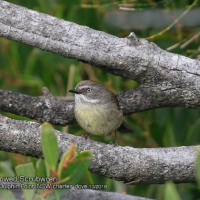 Sericornis frontalis (White-browed Scrubwren) at Wairo Beach and Dolphin Point - 13 Oct 2018 by CharlesDove