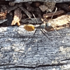 Camponotus aeneopilosus (A Golden-tailed sugar ant) at Symonston, ACT - 23 Oct 2018 by Mike