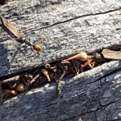 Camponotus aeneopilosus at Symonston, ACT - 23 Oct 2018