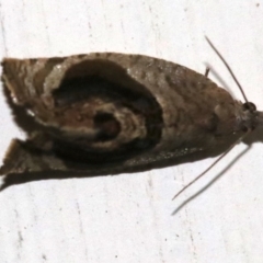 Acroceuthes metaxanthana (Dog-faced Bell Moth) at Ainslie, ACT - 17 Oct 2018 by jb2602