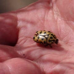 Neorrhina punctata (Spotted flower chafer) at Paddys River, ACT - 23 Oct 2018 by roymcd