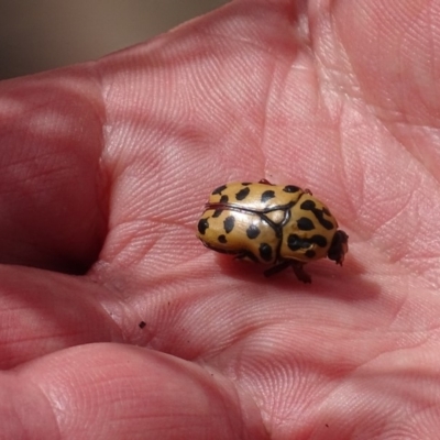 Neorrhina punctatum (Spotted flower chafer) at Paddys River, ACT - 23 Oct 2018 by roymcd