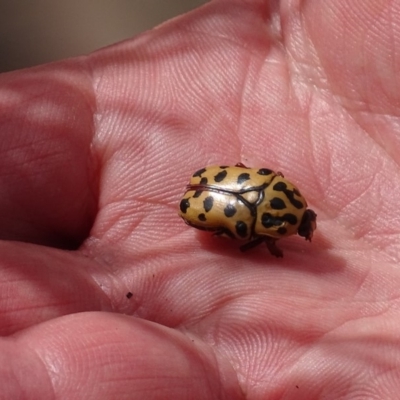 Neorrhina punctata (Spotted flower chafer) at Paddys River, ACT - 23 Oct 2018 by roymcd