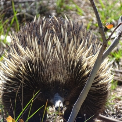 Tachyglossus aculeatus (Short-beaked Echidna) at Paddys River, ACT - 23 Oct 2018 by roymcd