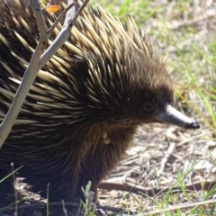 Ixodoidea (superfamily) (Tick) at Paddys River, ACT - 23 Oct 2018 by roymcd