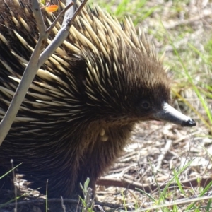 Ixodoidea (superfamily) at Paddys River, ACT - 23 Oct 2018