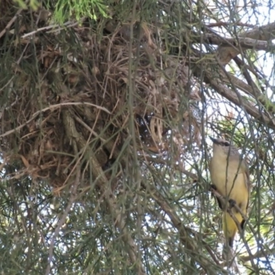 Acanthiza chrysorrhoa (Yellow-rumped Thornbill) at Wanniassa Hill - 22 Oct 2018 by KumikoCallaway