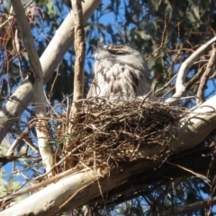 Podargus strigoides (Tawny Frogmouth) at Hughes Garran Woodland - 22 Oct 2018 by RobParnell