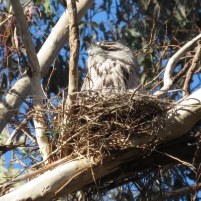 Podargus strigoides (Tawny Frogmouth) at Red Hill to Yarralumla Creek - 22 Oct 2018 by RobParnell