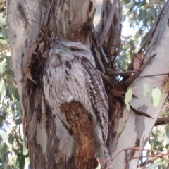 Podargus strigoides (Tawny Frogmouth) at Hughes Garran Woodland - 22 Oct 2018 by RobParnell