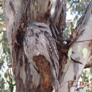 Podargus strigoides at Garran, ACT - 22 Oct 2018 05:30 PM