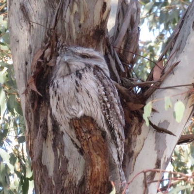 Podargus strigoides (Tawny Frogmouth) at Red Hill to Yarralumla Creek - 22 Oct 2018 by RobParnell