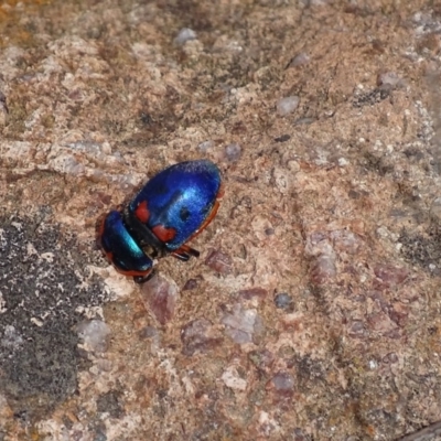 Scutiphora pedicellata (Metallic Jewel Bug) at Urambi Hills - 22 Oct 2018 by roymcd