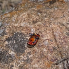 Scutiphora pedicellata at Urambi Hills - 23 Oct 2018