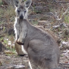 Osphranter robustus (Wallaroo) at Urambi Hills - 22 Oct 2018 by roymcd