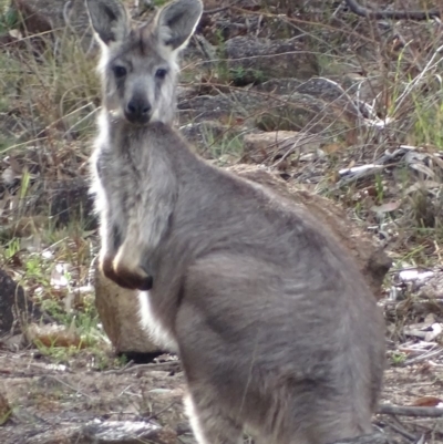 Osphranter robustus robustus (Eastern Wallaroo) at Urambi Hills - 22 Oct 2018 by roymcd