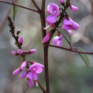 Indigofera australis subsp. australis at Fadden, ACT - 22 Oct 2018