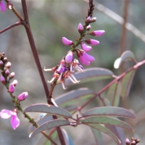 Indigofera australis subsp. australis at Fadden, ACT - 22 Oct 2018