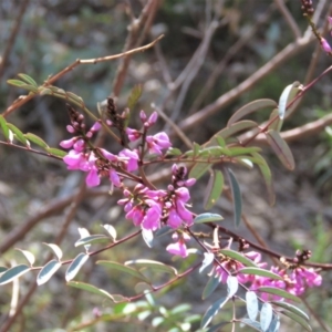 Indigofera australis subsp. australis at Fadden, ACT - 22 Oct 2018