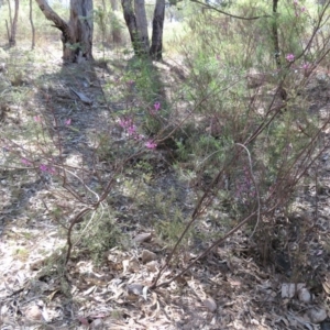 Indigofera australis subsp. australis at Fadden, ACT - 22 Oct 2018