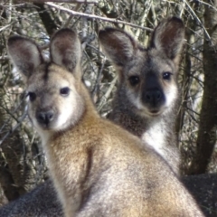 Notamacropus rufogriseus (Red-necked Wallaby) at Urambi Hills - 23 Oct 2018 by roymcd
